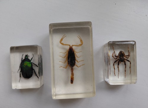 Insects resin scorpian - insects,
