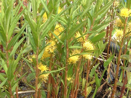 Pond water plant - pond,