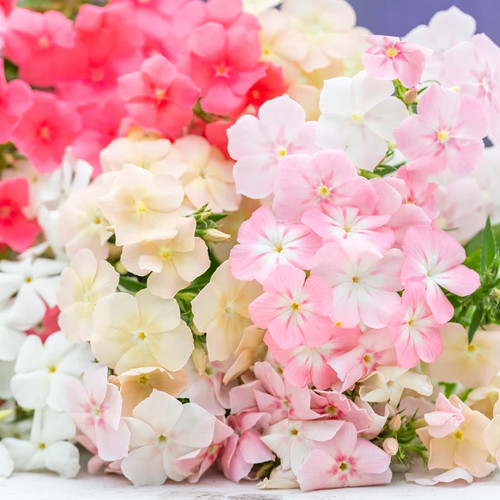 Phlox drummondii - drummondii, 'phlox