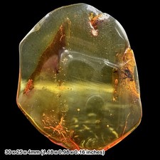 Fossil Amber Inclusion