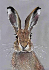 Original Coloured pencil portrait artwork picture Handsome Wild Hare Great GIFT