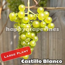 Large White Grape Vine Plant