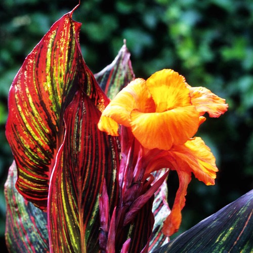 Canna tropicanna 9cm 3 - tropicanna, x