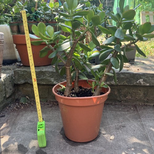 Big 30cm jade - jade, plant