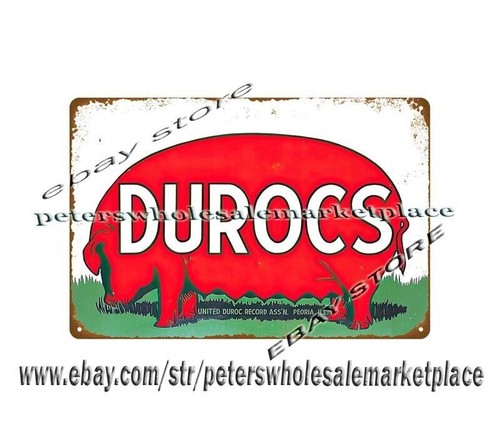 Durocs hog pig - , livestock