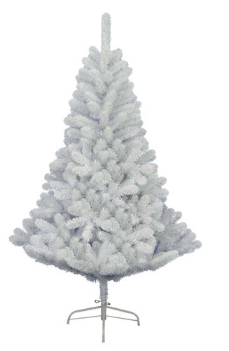 White imperial pine fir - imperial,