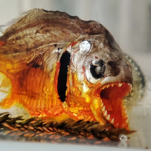 Creepy piranha fish sea - creepy,