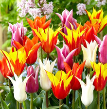 Mixed Lily Flowering Tulips -