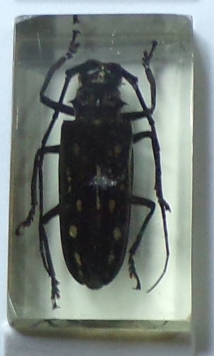Preserved real insect resin - preserved,