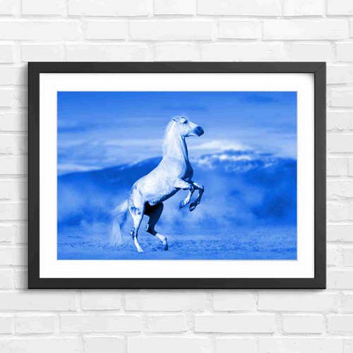 Rearing white horse - in, dust