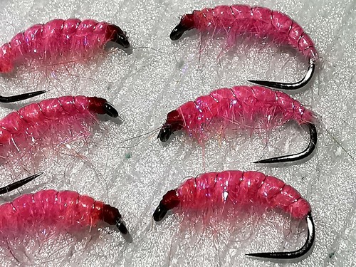 Pink shrimp trout - trout, pack