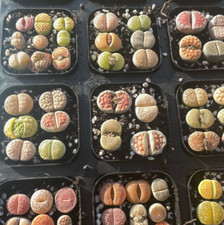 3/4/6/9pcs Vibrant Lithops