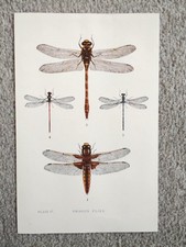 Examples of Dragon Flies -
