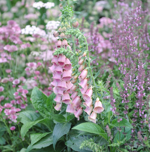 10 digitalis x - 5,
