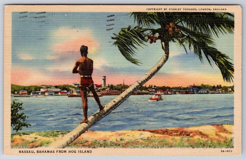 Bahamas nassau hog - bahamas, island