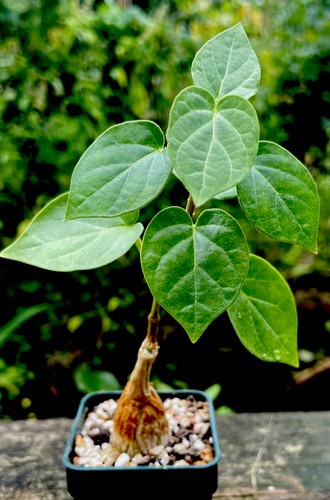 Matelea cyclophylla gonolobus - cyclophylla, (gonolobus
