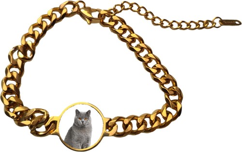 British shorthair cat pet - shorthair,