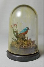 Dolls house miniature ARTISAN LAURA BROWNHILL SIGNED KINGFISHER UNDER DOME