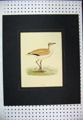 Original old antique print - old,