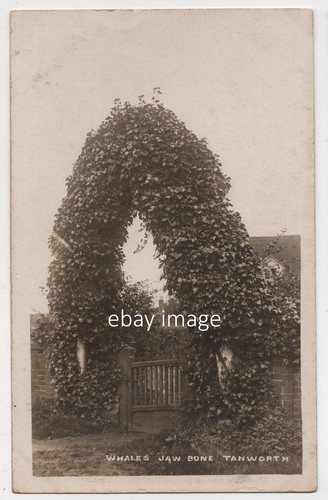 Real photo postcard - -, whale