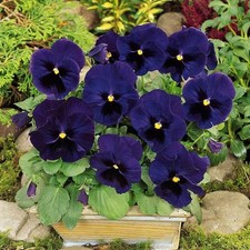 PANSY SWISS GIANT ULSSWATER