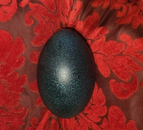 Emu eggs for crafts - emu,