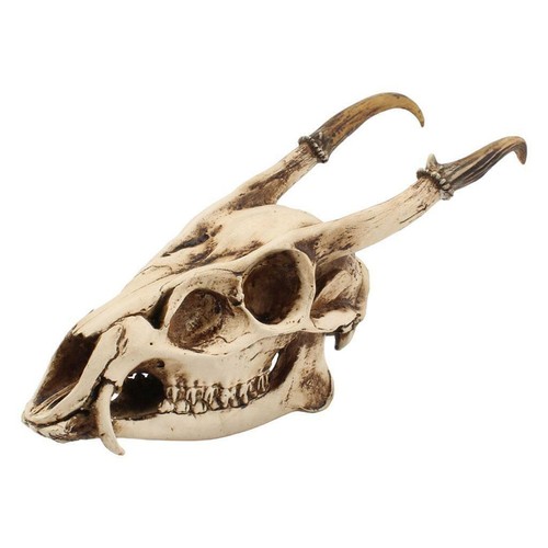 Goat skull head - skull,