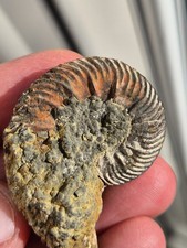 Unresearched Ammonite From Old UK Collection