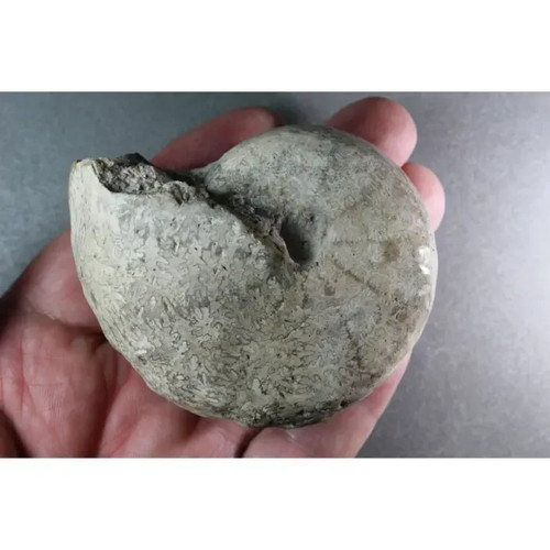 Cladiscites beyrichi upper - beyrichi,