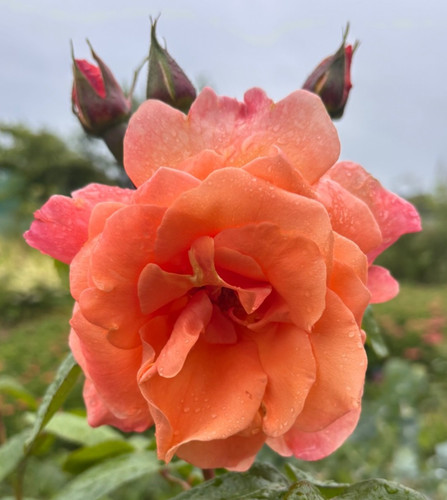 Climbing rose scent from - climbing,