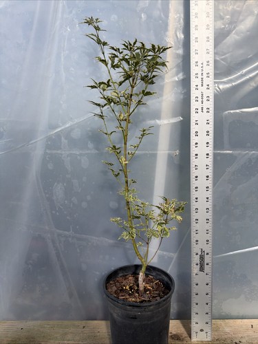 Butterfly japanese maple - butterfly, 1g,