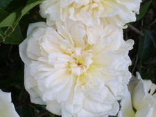 Gardenia - Cream Tall Rambling