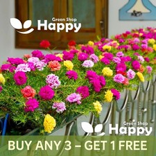 MOSS ROSE LONGBLOOM DOUBLE