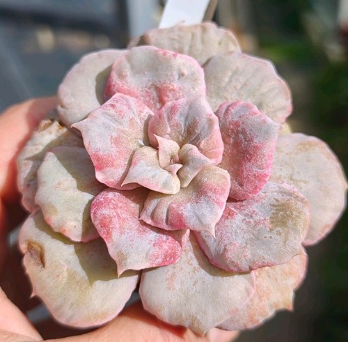 Echeveria scarlet witch - echeveria,