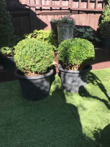 Pair large box ball - pair,