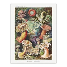 Sea Anemone Marine Landscape