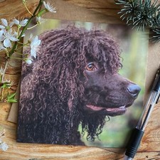 Irish Water Spaniel Greeting