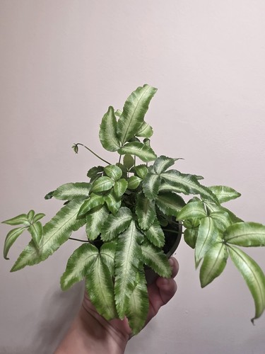 Pteris cretica albolineata - cretica,