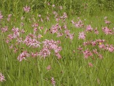 British Wild Flower - Lychnis