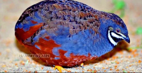 Exotic button quail - button,