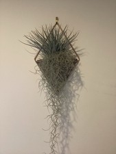 Ceramic And Brass Indoor Wall Mounted Plant Holder - 2 available