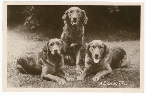 Golden and labrador - and,