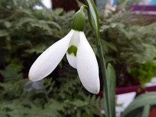 Galanthus hercule early - galanthus,