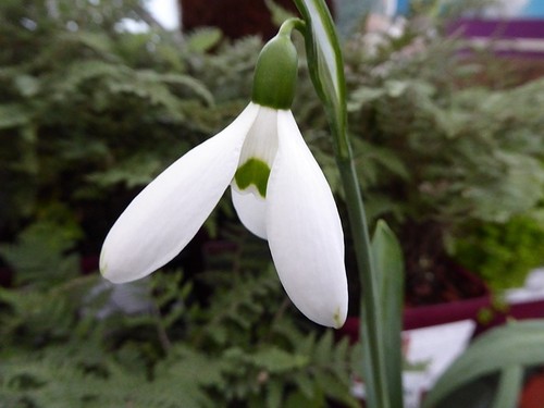 Galanthus hercule early - galanthus,