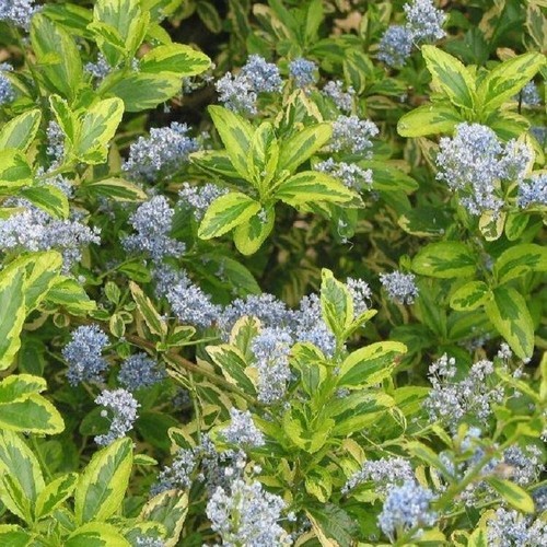 Ceanothus dorado plant - ceanothus,