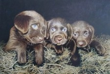Brown Labrador Pups greeting