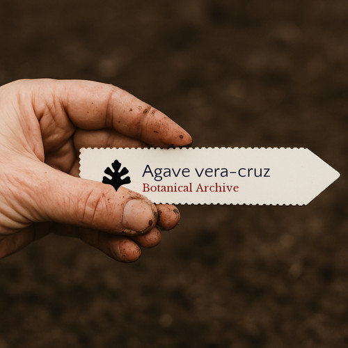 Agave vera cruz 1000 seeds - agave,