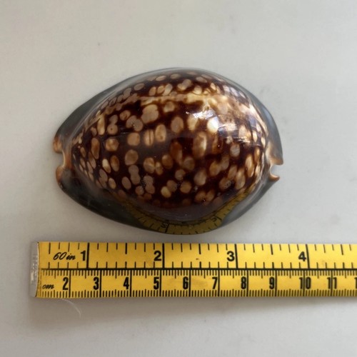 Arabian cowrie sea shell beach - arabian,