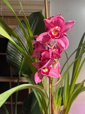 12” Cymbidium Orchid - Pink