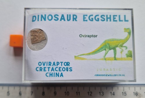 Real dinosaur eggshell fossil - dinosaur,